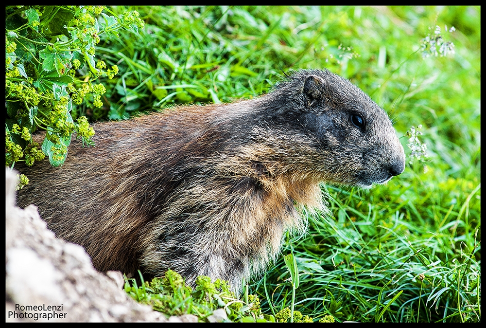 La Marmotta La Marmotta