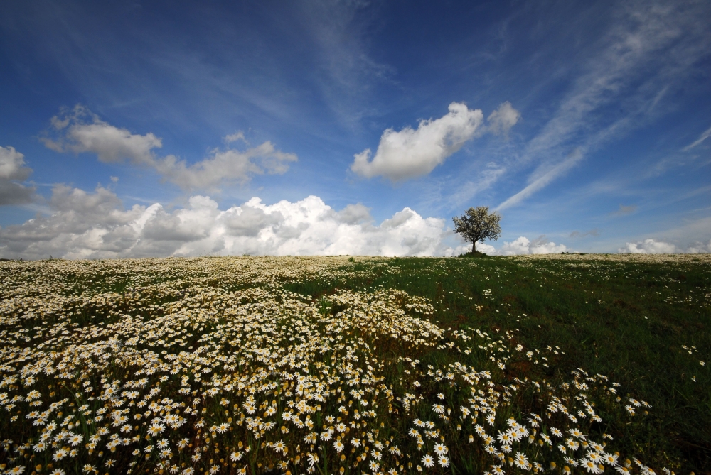 primavera