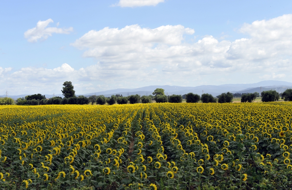 girasoli girasoli
