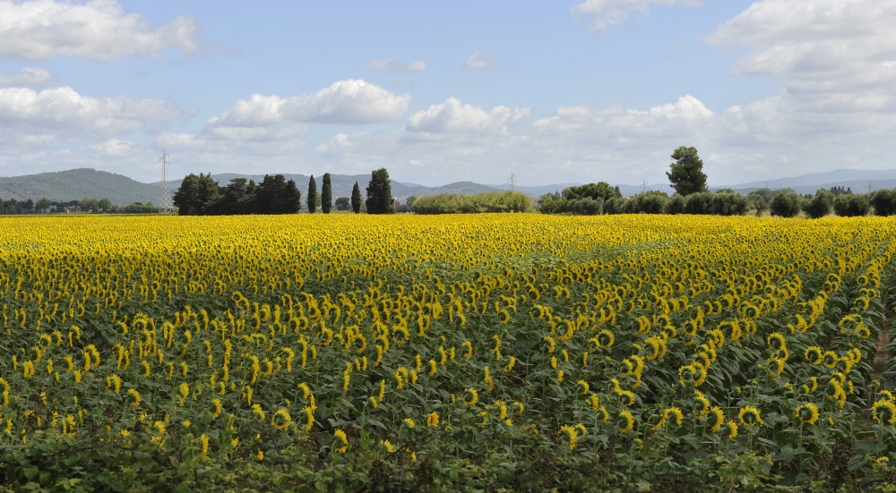 girasoli 2