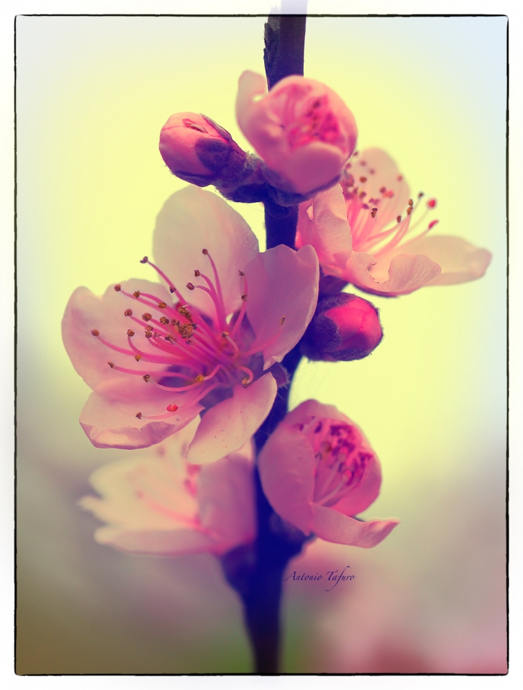 …fiori rosa, fiori di pesco...