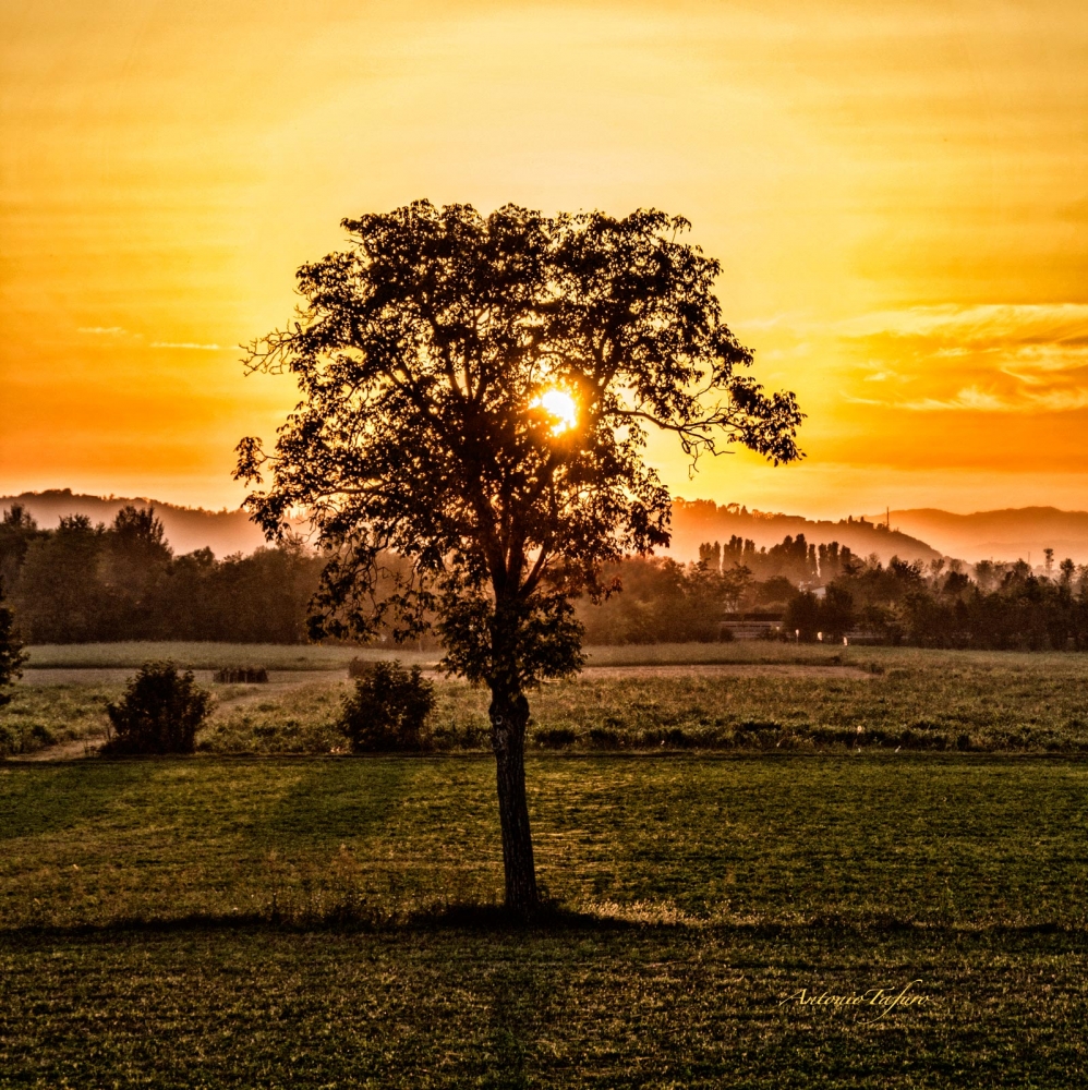 Albero al tramonto