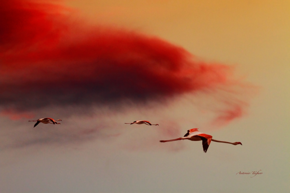 Fenicotteri al tramonto