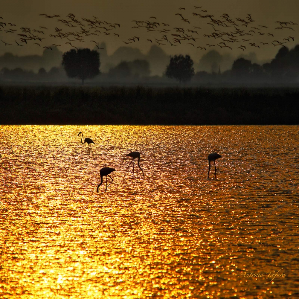 flamingos at sunset golden flamingos at sunset golden