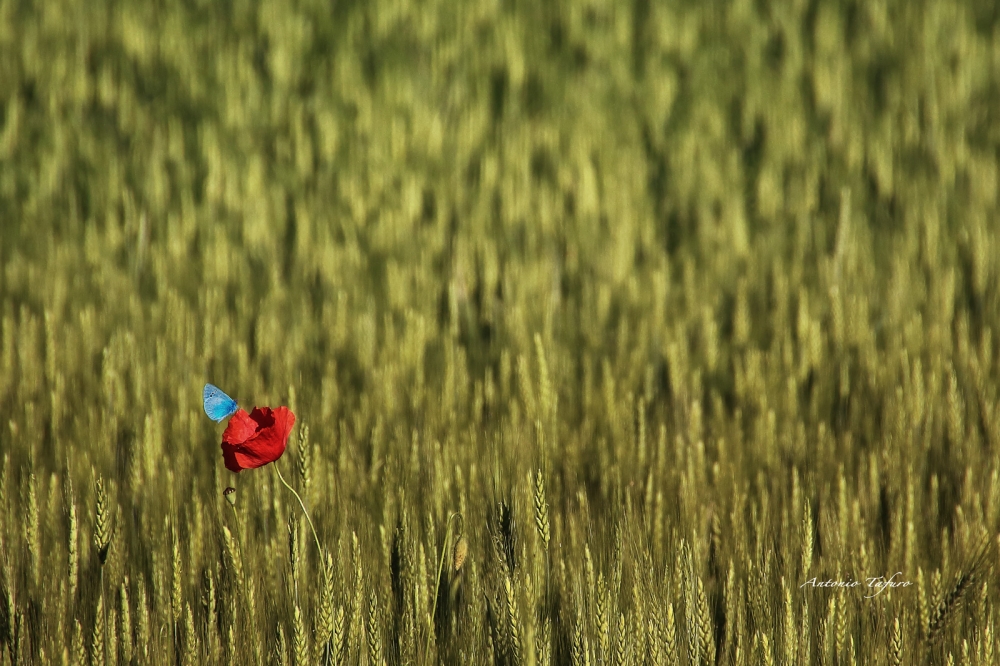 solitari solitari