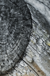 flickr