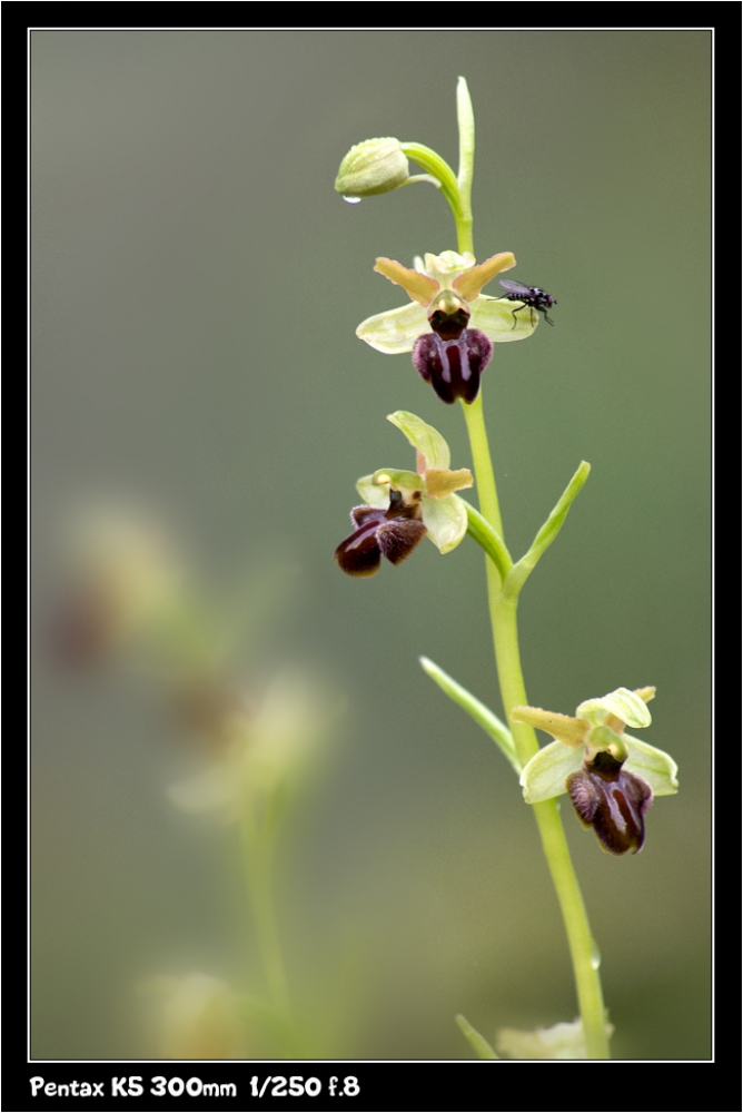 Orchidea spontanea