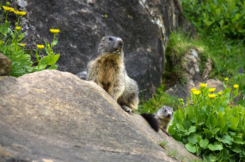 Marmotte Marmotte