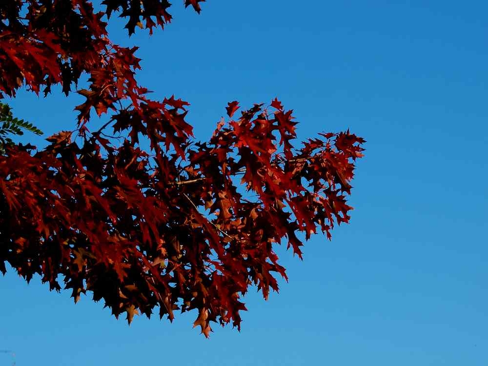 eil cielo si coloròdi autunno eil cielo si coloròdi autunno