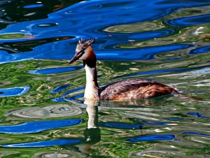 flickr