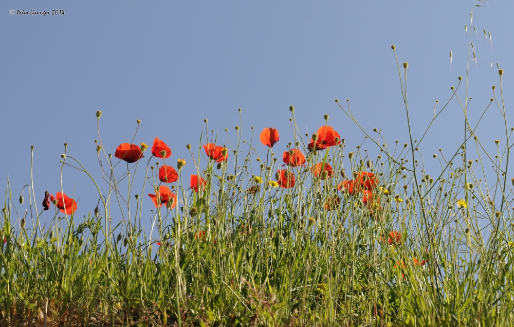 PRIMAVERA PRIMAVERA