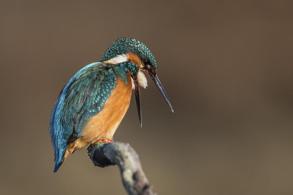 MartinPescatore rigurgito della borra