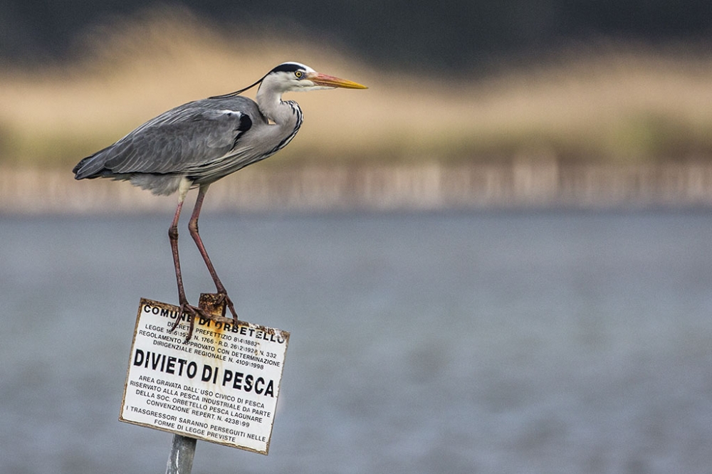 Airone cenerino