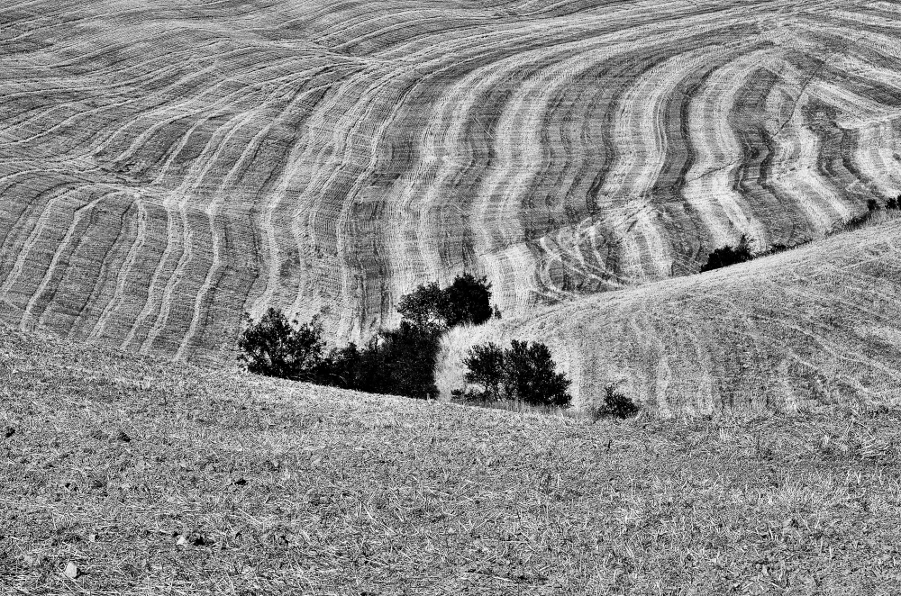 Segni di terra #4 Segni di terra #4