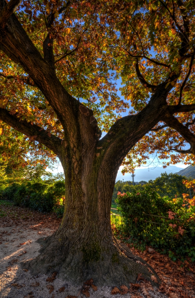Autumn Autumn