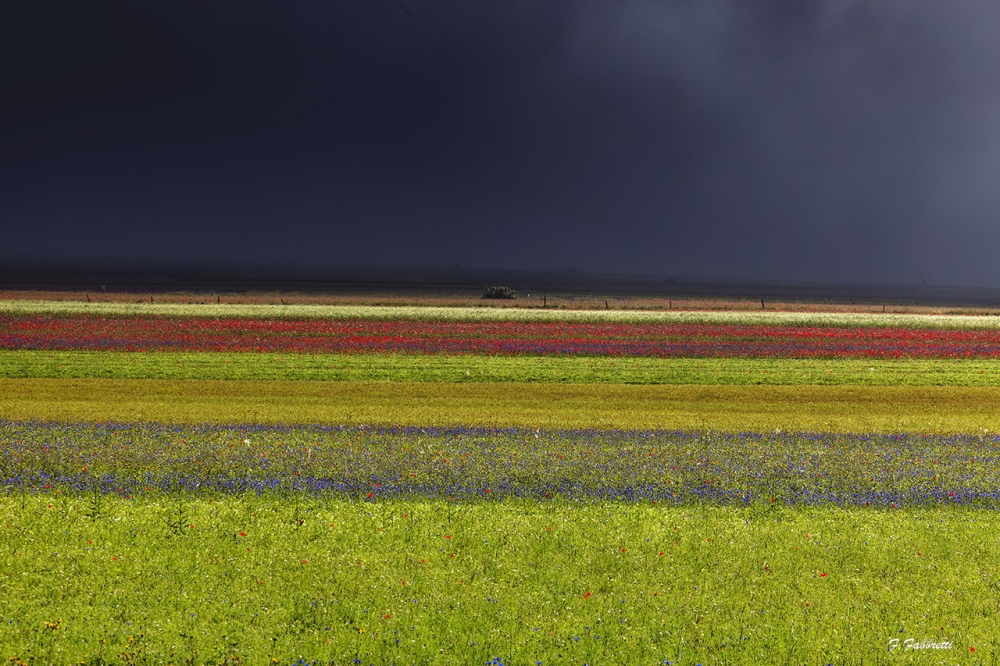 Castelluccio 2014_3