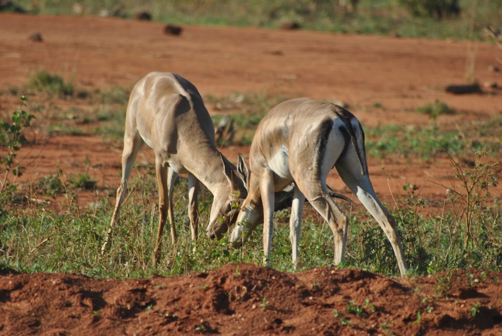Tsavo-Est Kenya Tsavo-Est Kenya
