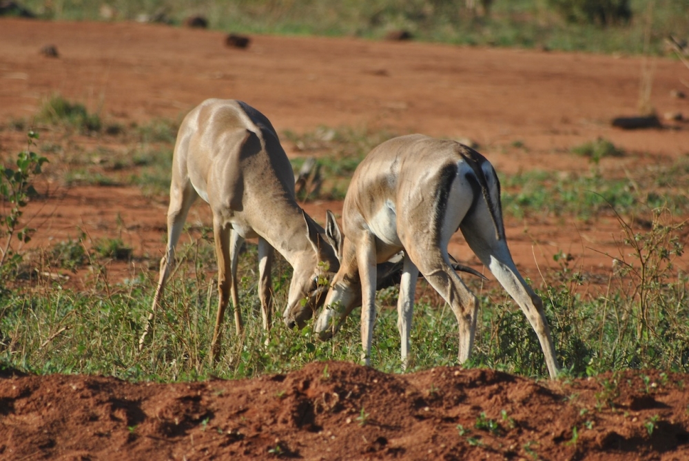 Tsavo-Est  Kenya