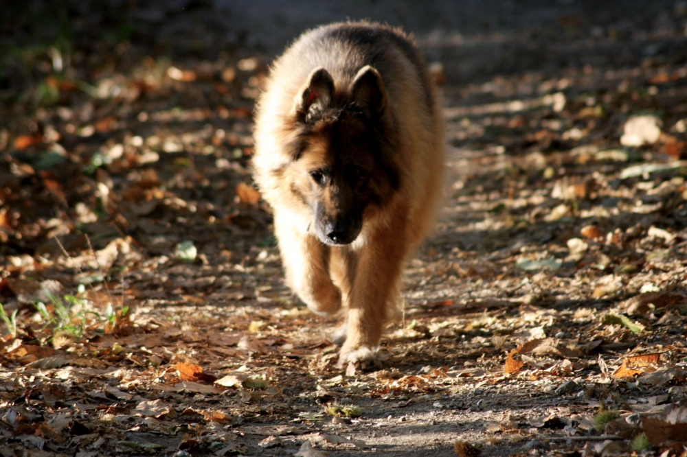 TUNDRA TUNDRA