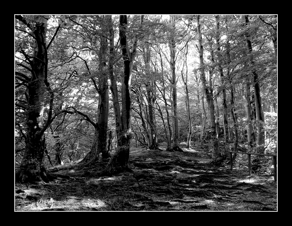 forest in black forest in black