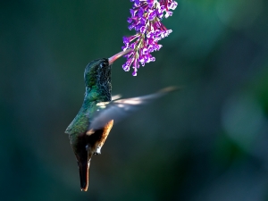Colibrì