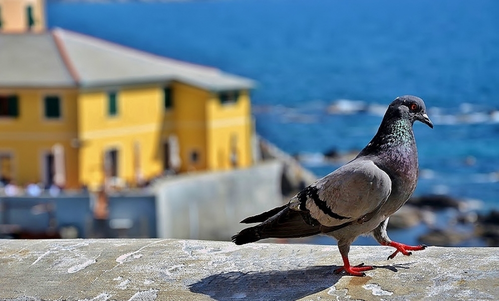 Due passi per Boccadasse