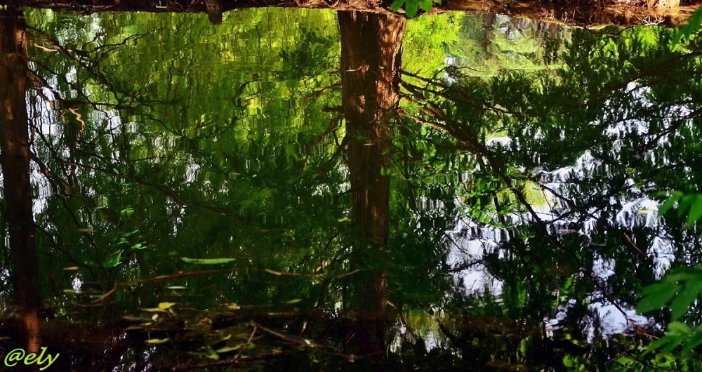 Riflessi Riflessi