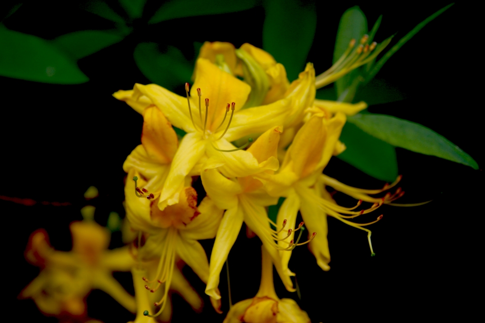 Primavera Primavera