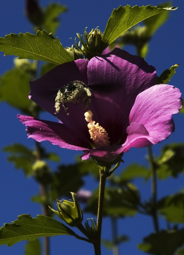 L'IMPOLLINATORE