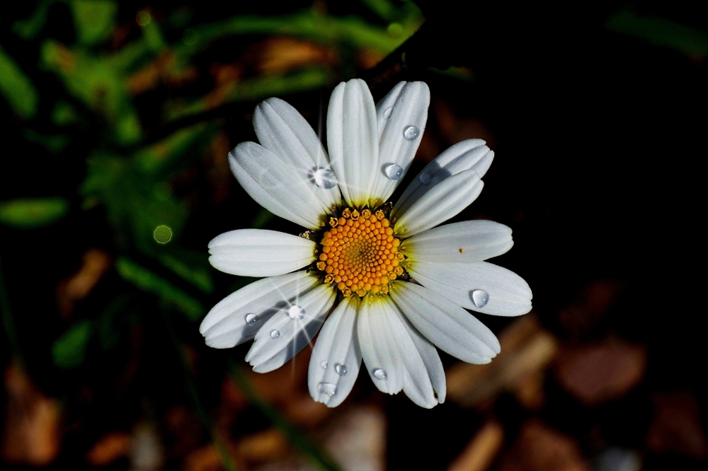 Lighting daisy