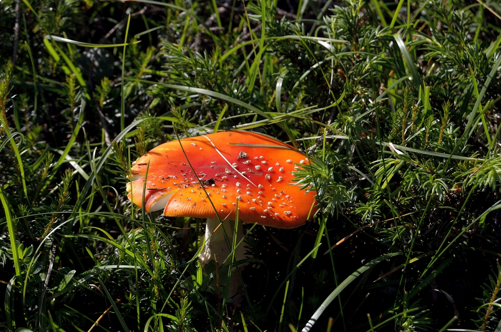 Amanita Muscaria