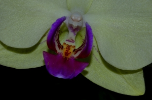 Orchidea