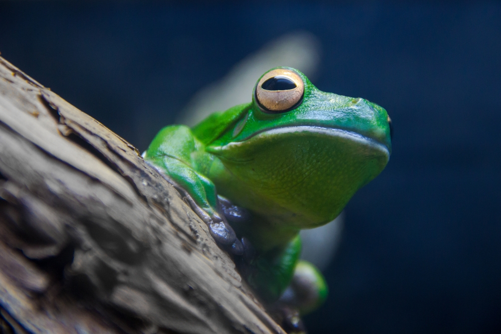Frog Frog