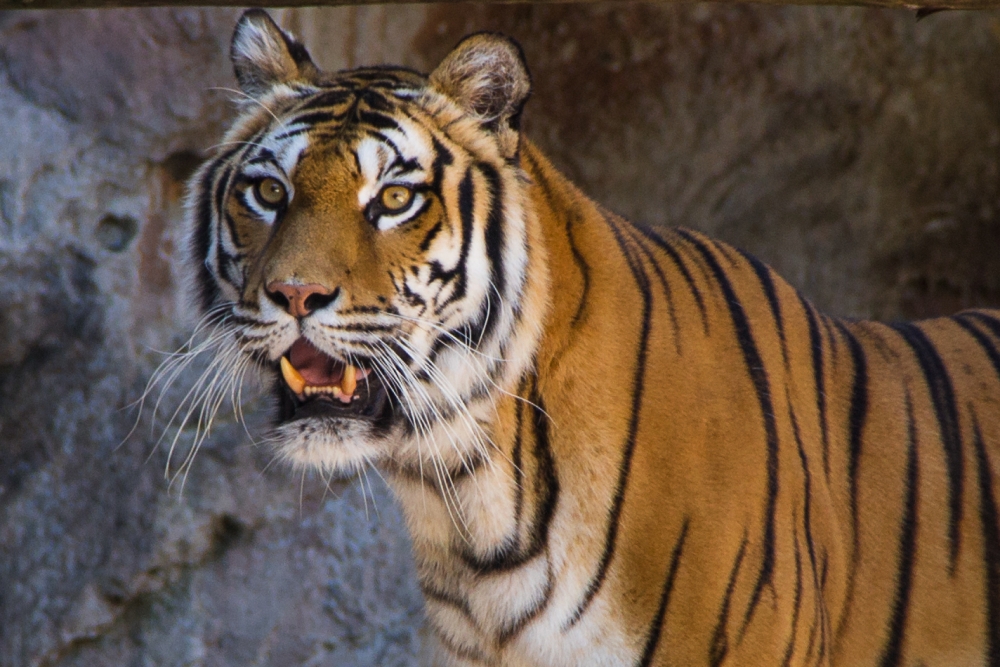 Tiger Tiger