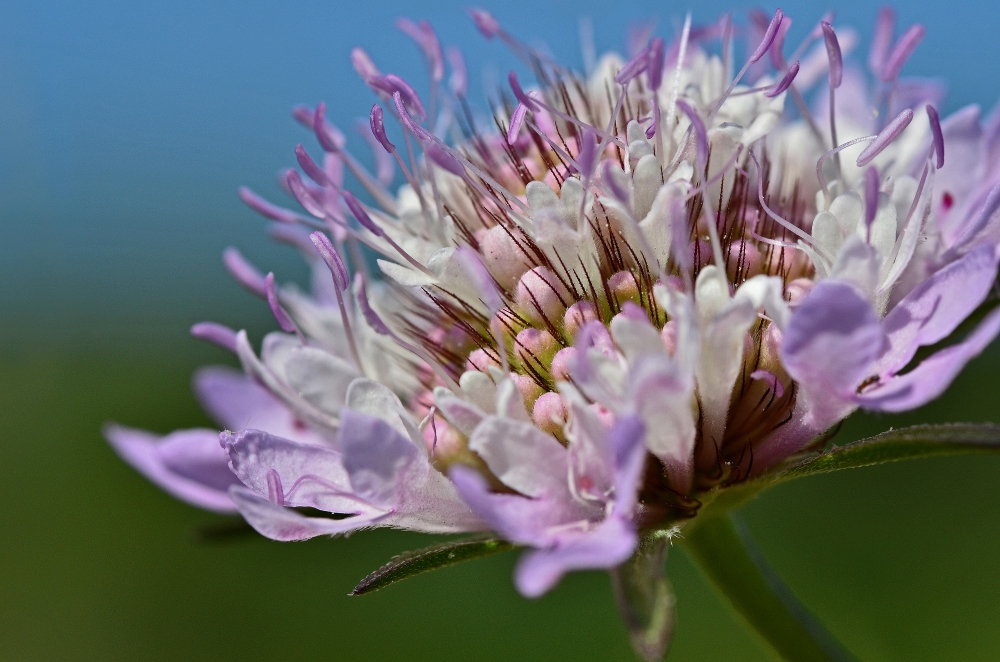 fiore di campagna