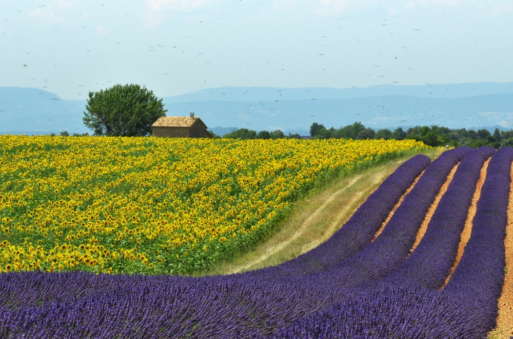 onde di lavanda e girasoli