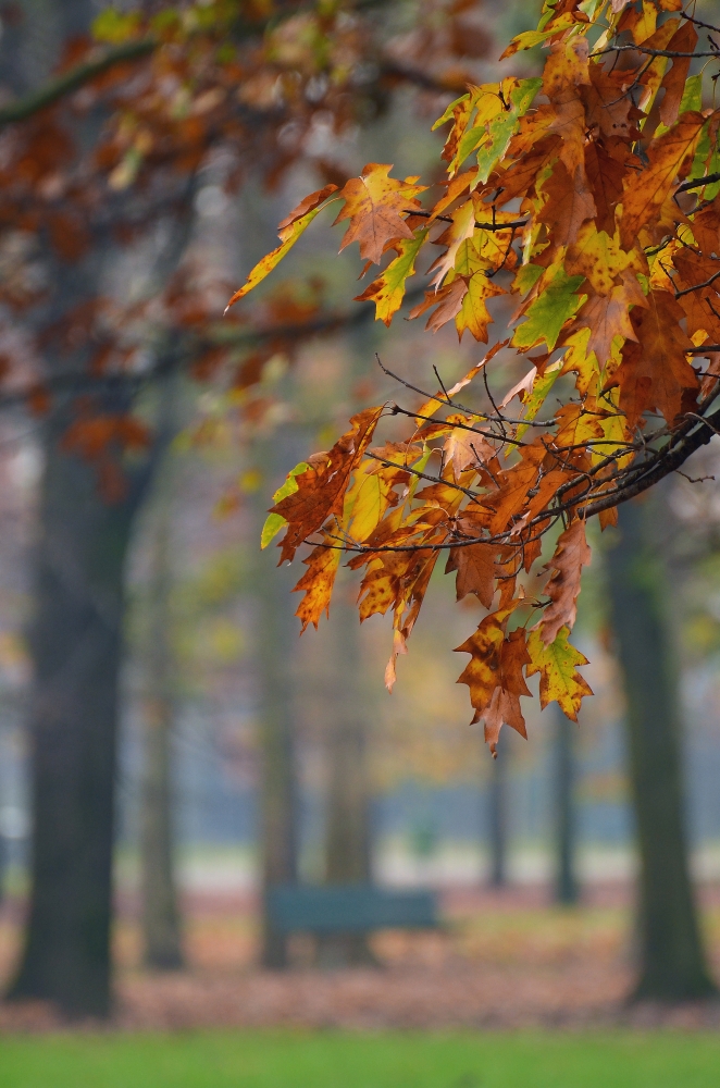 dentro l'autunno# 3 dentro l'autunno# 3