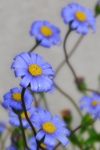 flickr