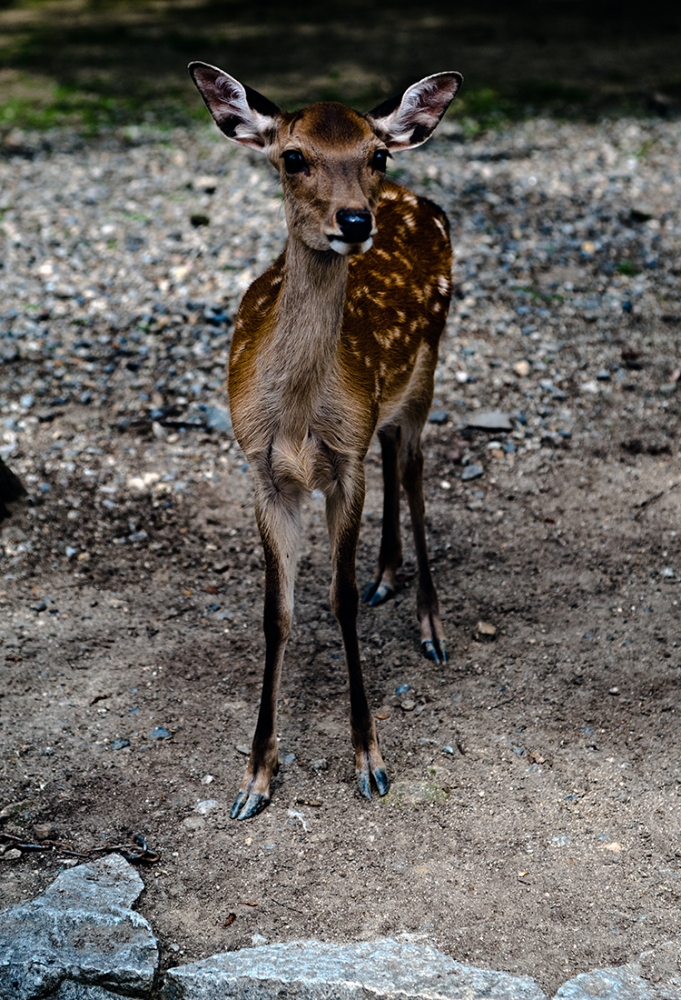 A Nara A Nara
