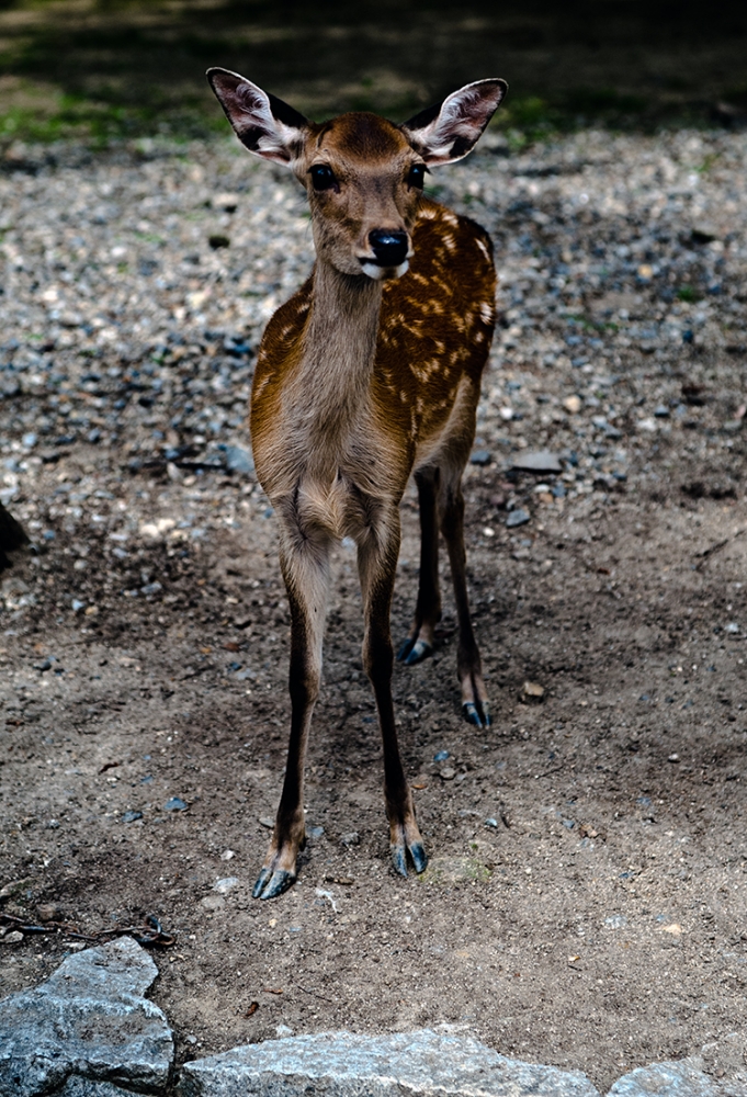 A Nara 