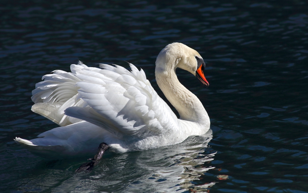 Cigno Cigno