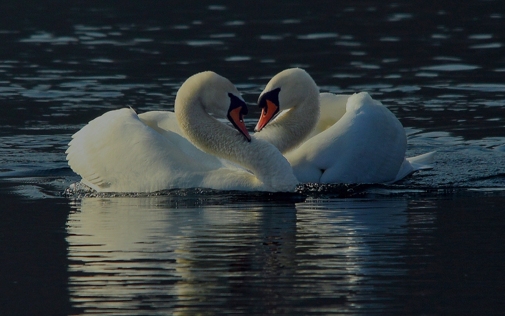 Buon San Valentino