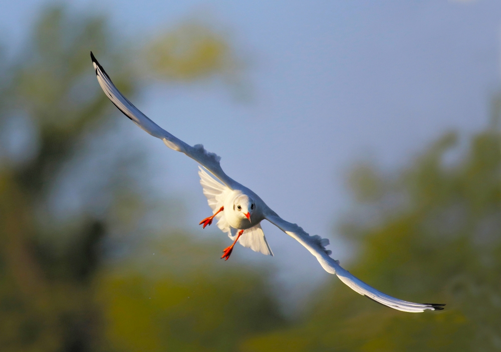 Gabbianella in volo... Gabbianella in volo...