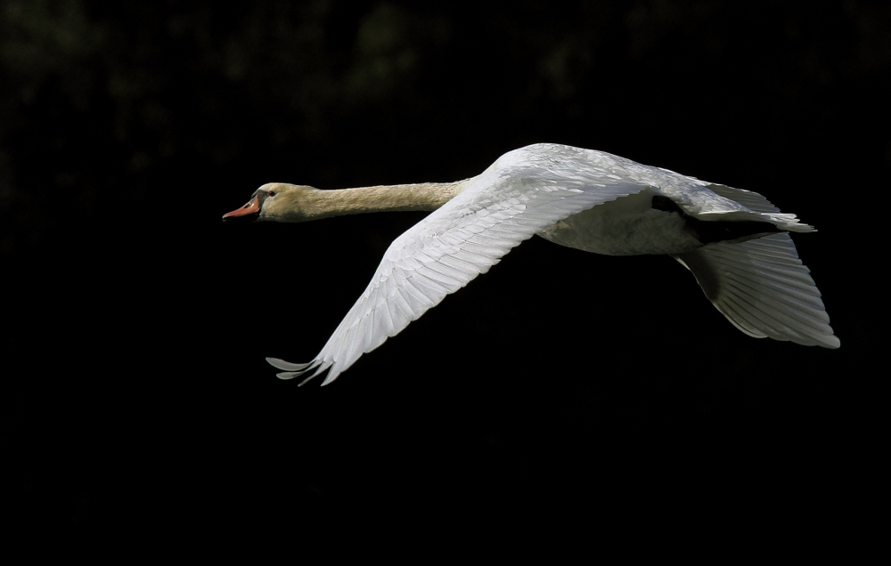 Cigno in volo