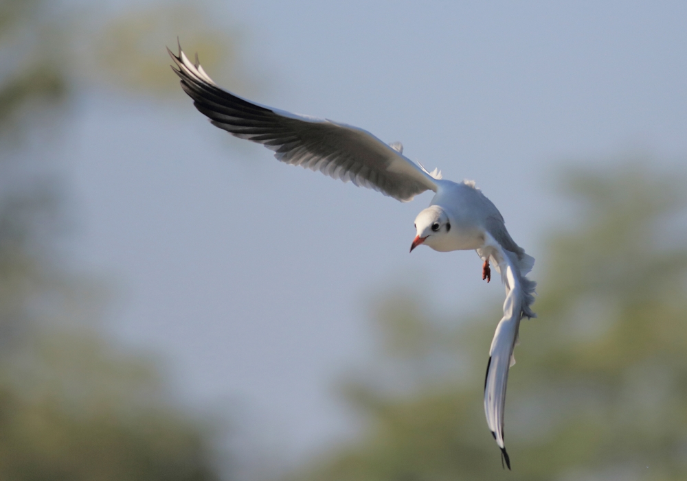Gabbianella in volo... Gabbianella in volo...
