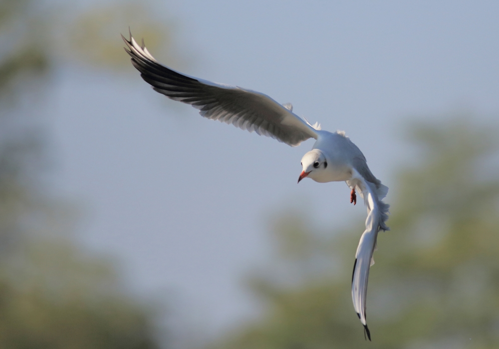 Gabbianella in volo...