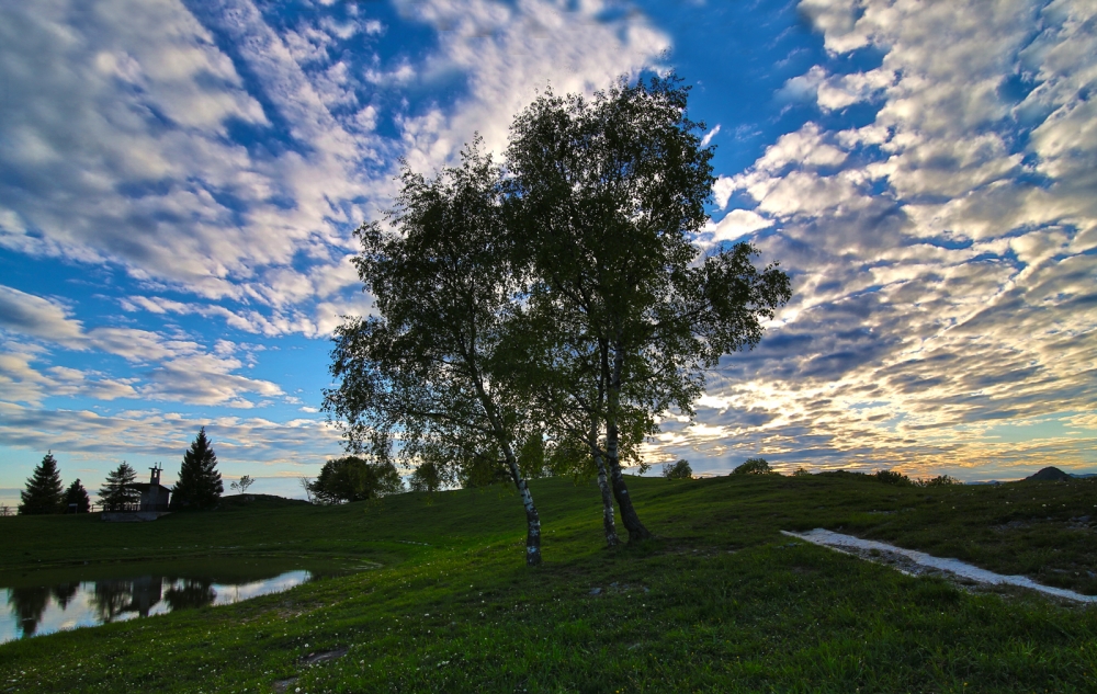 L'albero