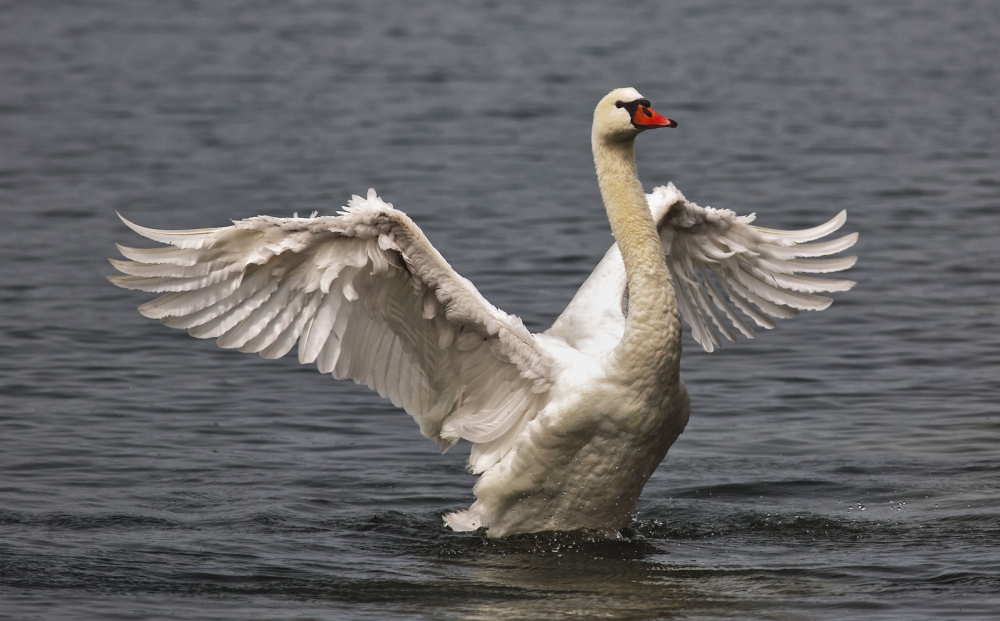 Cigno Cigno