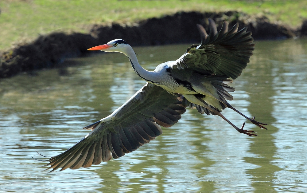 Volo... Volo...