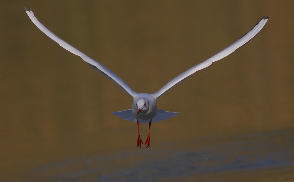 Volo a V... Volo a V...